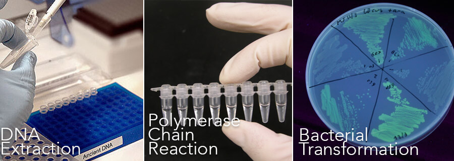 Example of lab protocols