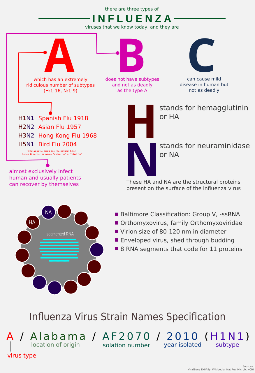 influenza subtypes